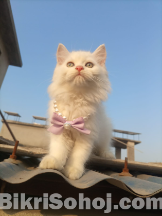 Pure persian cat